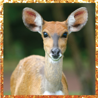 026 – Listen With Intention